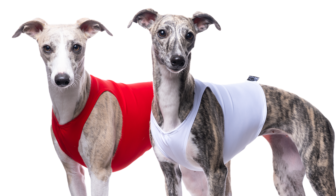 Dostihy a coursing