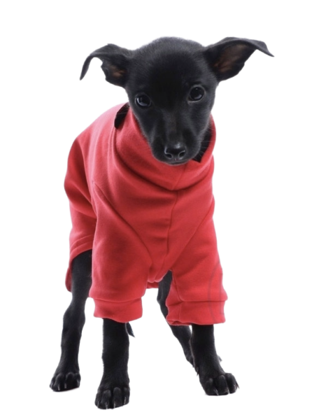 DG IG PUPPY SWEATHIRT „RED