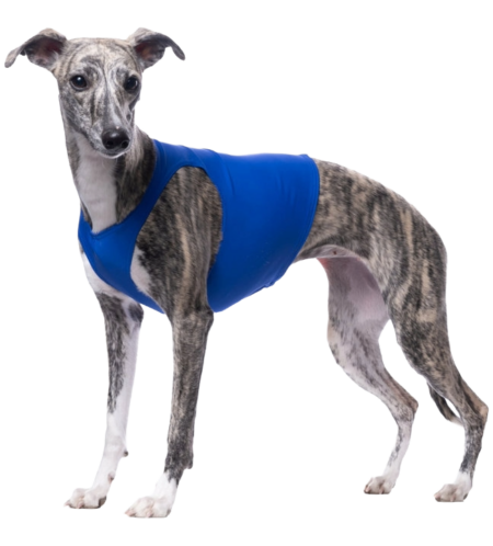 DG COURSING SHIRT „ENDURANCE“ BLAU