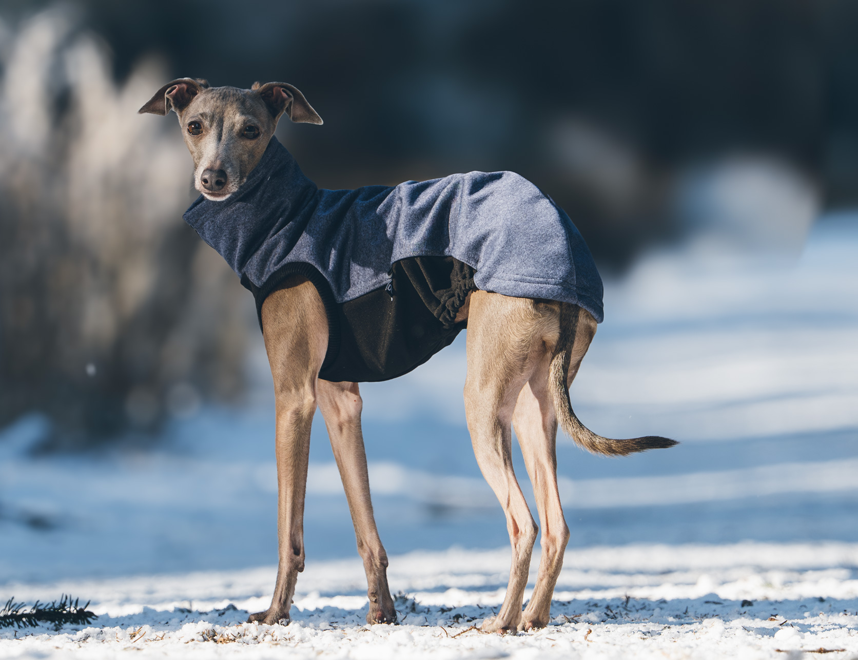 DG URBAN SOFT SHELL JUMPER "CROWN BLUE - Obrázek 5