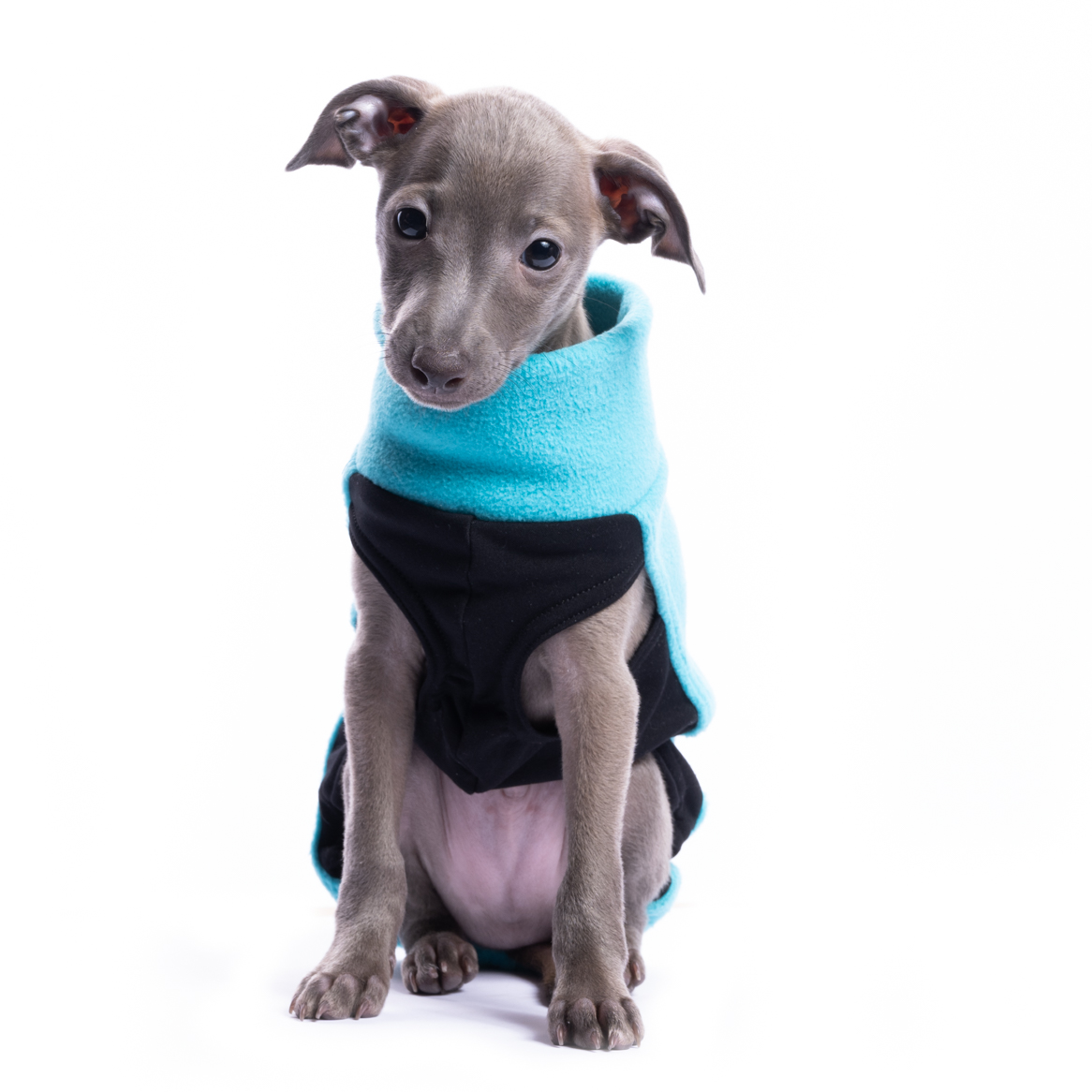 DG IG PUPPY TOP "TURQUISE